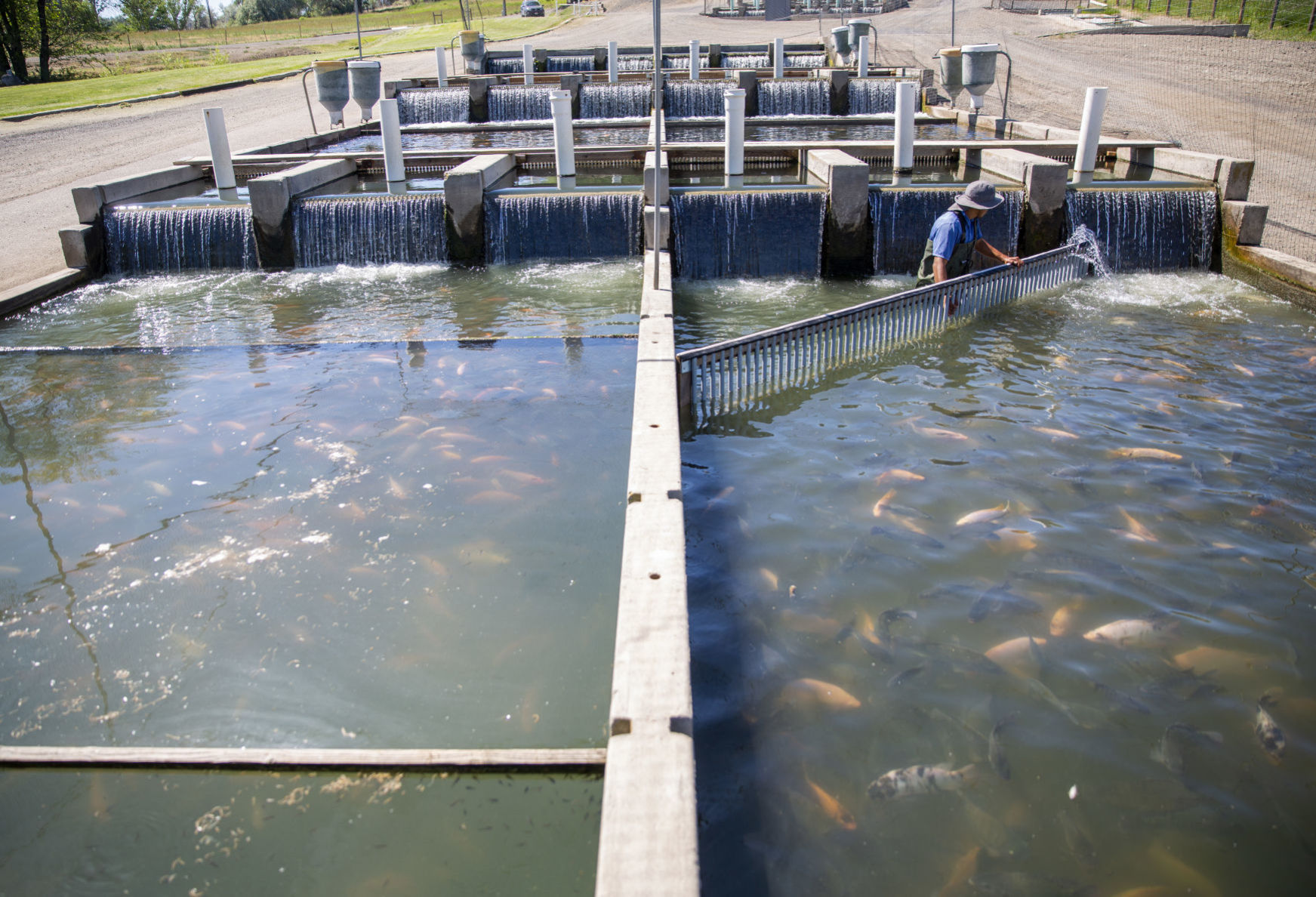 Aquaculture industry takes a hit with coronavirus closures